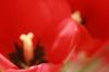 <img100*0:stuff/z/73640/tulips.2/i1262164524_15.jpg>