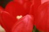 <img100*0:stuff/z/73640/tulips.2/i1262164524_16.jpg>