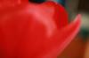 <img100*0:stuff/z/73640/tulips.2/i1262164524_17.jpg>