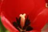 <img100*0:stuff/z/73640/tulips.2/i1262164524_18.jpg>