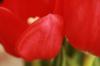 <img100*0:stuff/z/73640/tulips.2/i1262164524_19.jpg>