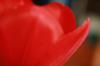 <img100*0:stuff/z/73640/tulips.2/i1262164524_20.jpg>