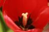 <img100*0:stuff/z/73640/tulips.2/i1262164524_21.jpg>