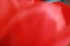 <img100*0:stuff/z/73640/tulips.2/i1262164524_22.jpg>