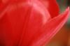 <img100*0:stuff/z/73640/tulips.2/i1262164524_23.jpg>