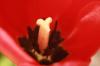 <img100*0:stuff/z/73640/tulips.2/i1262164524_24.jpg>