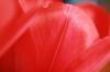 <img100*0:stuff/z/73640/tulips.2/i1262164524_25.jpg>