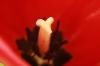 <img100*0:stuff/z/73640/tulips.2/i1262164524_27.jpg>