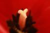 <img100*0:stuff/z/73640/tulips.2/i1262164524_5.jpg>