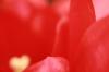 <img100*0:stuff/z/73640/tulips.2/i1262164524_6.jpg>