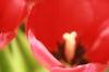 <img100*0:stuff/z/73640/tulips.2/i1262164524_8.jpg>
