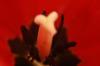 <img100*0:stuff/z/73640/tulips.2/i1262164524_9.jpg>