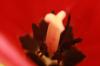 <img100*0:stuff/z/73640/tulips.2/i1262165892_1.jpg>