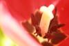 <img100*0:stuff/z/73640/tulips.2/i1262165892_2.jpg>