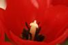 <img100*0:stuff/z/73640/tulips.2/i1262165892_3.jpg>