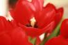 <img100*0:stuff/z/73640/tulips.2/i1262165892_4.jpg>