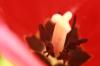 <img100*0:stuff/z/73640/tulips.2/i1262165892_5.jpg>