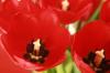 <img100*0:stuff/z/73640/tulips.2/i1262165893_10.jpg>