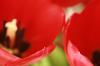 <img100*0:stuff/z/73640/tulips.2/i1262165893_11.jpg>