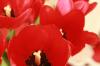 <img100*0:stuff/z/73640/tulips.2/i1262165893_12.jpg>