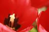 <img100*0:stuff/z/73640/tulips.2/i1262165893_13.jpg>