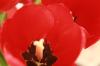 <img100*0:stuff/z/73640/tulips.2/i1262165893_14.jpg>
