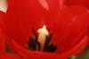 <img100*0:stuff/z/73640/tulips.2/i1262165893_6.jpg>