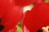 <img100*0:stuff/z/73640/tulips.2/i1262165893_7.jpg>