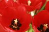 <img100*0:stuff/z/73640/tulips.2/i1262165893_8.jpg>