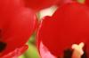 <img100*0:stuff/z/73640/tulips.2/i1262165893_9.jpg>