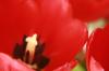 <img100*0:stuff/z/73640/tulips.2/i1262165894_15.jpg>