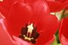 <img100*0:stuff/z/73640/tulips.2/i1262165894_16.jpg>