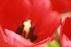 <img100*0:stuff/z/73640/tulips.2/i1262165894_17.jpg>