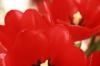 <img100*0:stuff/z/73640/tulips.2/i1262165894_18.jpg>