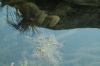 <img100*0:stuff/z/73640/underwater%2520reference/i1257804436_1.jpg>