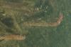 <img100*0:stuff/z/73640/underwater%2520reference/i1257804436_3.jpg>