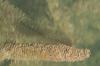 <img100*0:stuff/z/73640/underwater%2520reference/i1257804436_6.jpg>