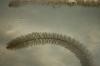 <img100*0:stuff/z/73640/underwater%2520refup1/i1265089340_2.jpg>