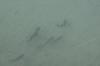 <img100*0:stuff/z/73640/underwater%2520refup1/i1265089340_3.jpg>