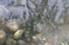 <img100*0:stuff/z/73640/underwater%2520refup1/i1265089340_4.jpg>