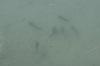 <img100*0:stuff/z/73640/underwater%2520refup1/i1265089340_5.jpg>