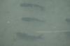 <img100*0:stuff/z/73640/underwater%2520refup1/i1265089341_10.jpg>