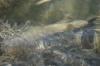 <img100*0:stuff/z/73640/underwater%2520refup1/i1265089341_8.jpg>