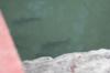 <img100*0:stuff/z/73640/underwater%2520refup1/i1265089341_9.jpg>