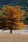 <img100*0:stuff/z/73640/uploadattempt1/i1256177326_2.jpg>