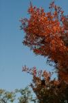 <img100*0:stuff/z/73640/uploadattempt1/i1256177326_4.jpg>
