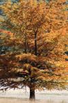 <img100*0:stuff/z/73640/uploadattempt1/i1256177326_5.jpg>