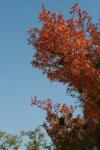 <img100*0:stuff/z/73640/uploadattempt1/i1256177326_7.jpg>