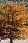 <img100*0:stuff/z/73640/uploadattempt1/i1256177326_8.jpg>