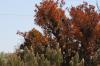 <img100*0:stuff/z/73640/uploadattempt1/i1256177327_11.jpg>